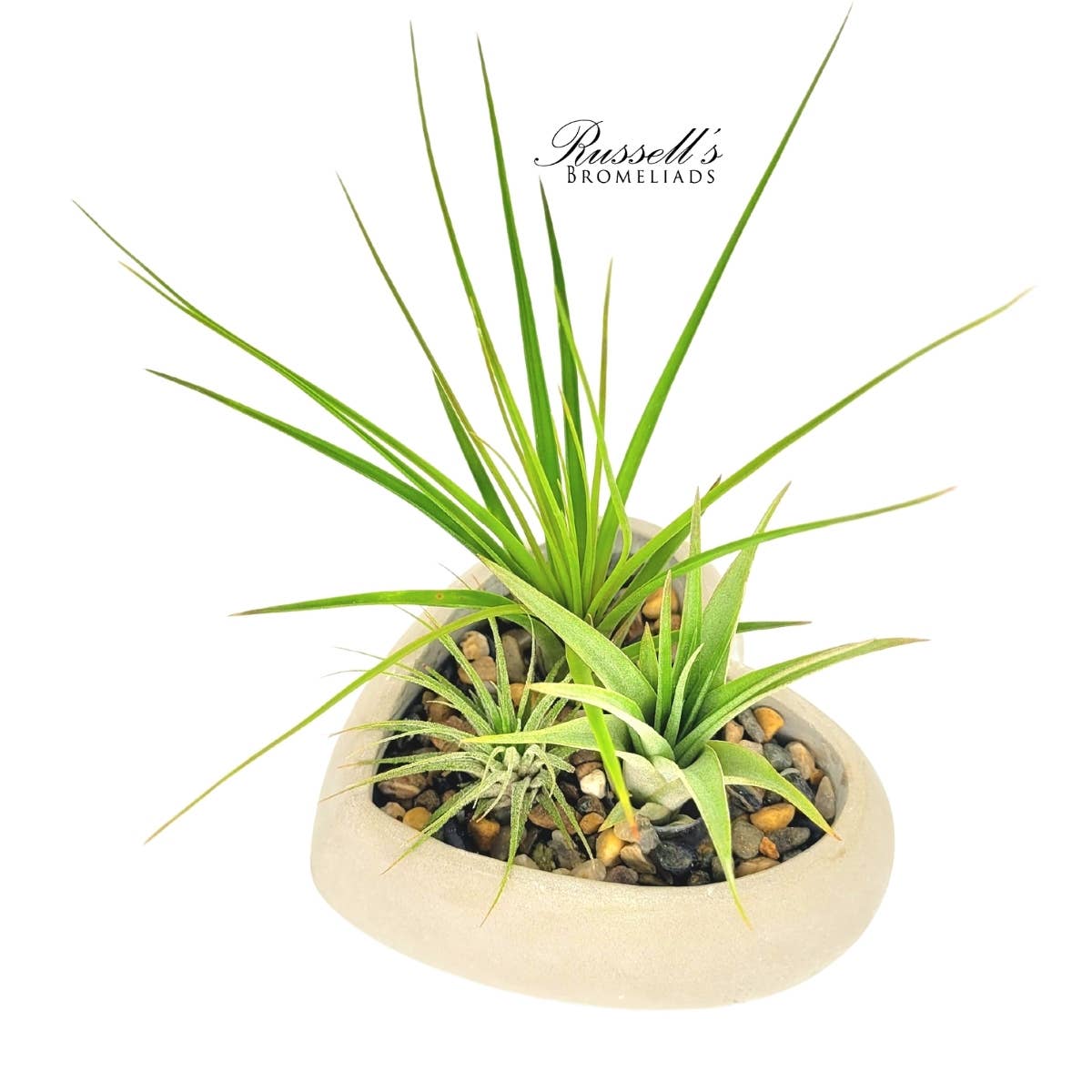 Heart Air Plant Garden