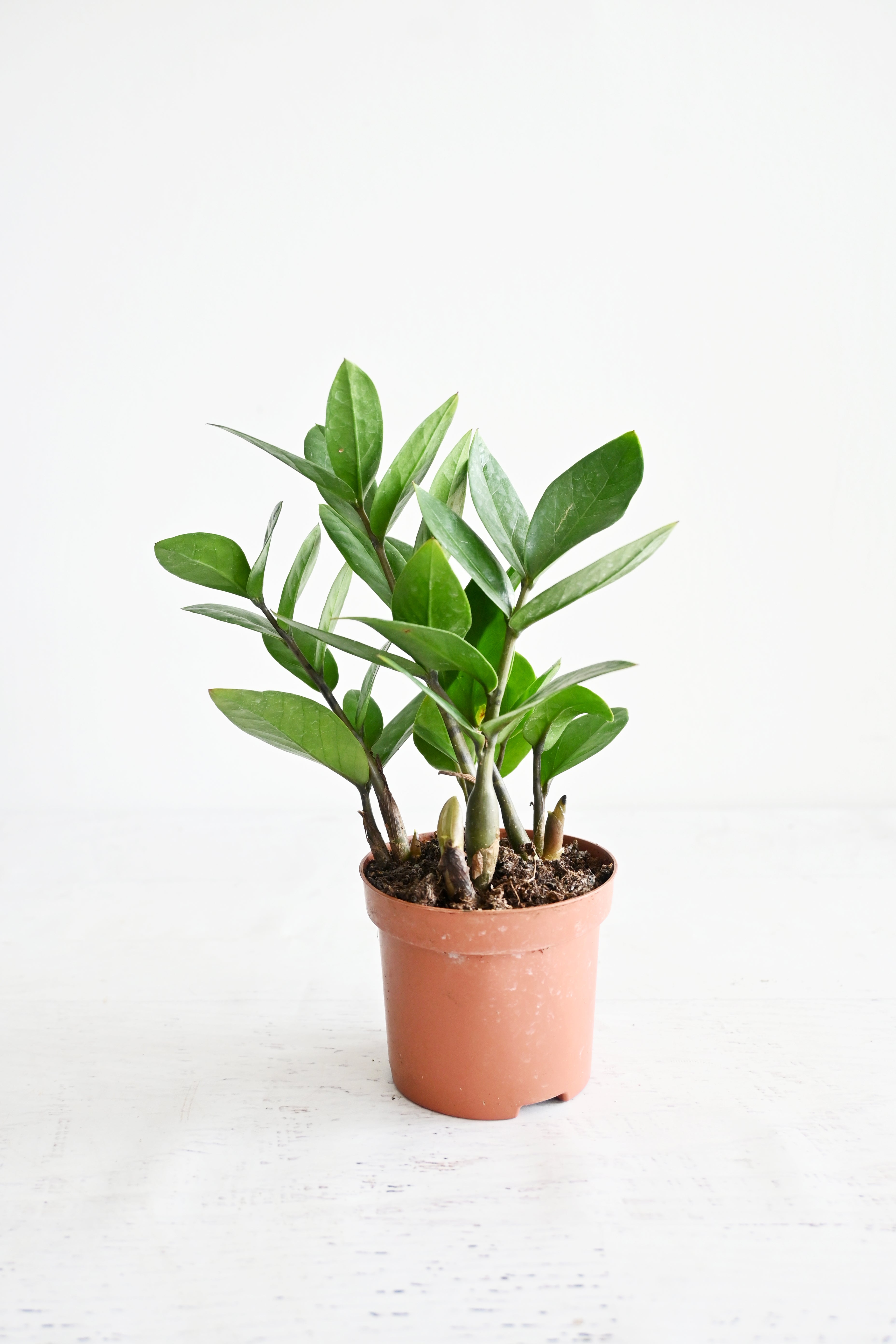 ZZ Plant