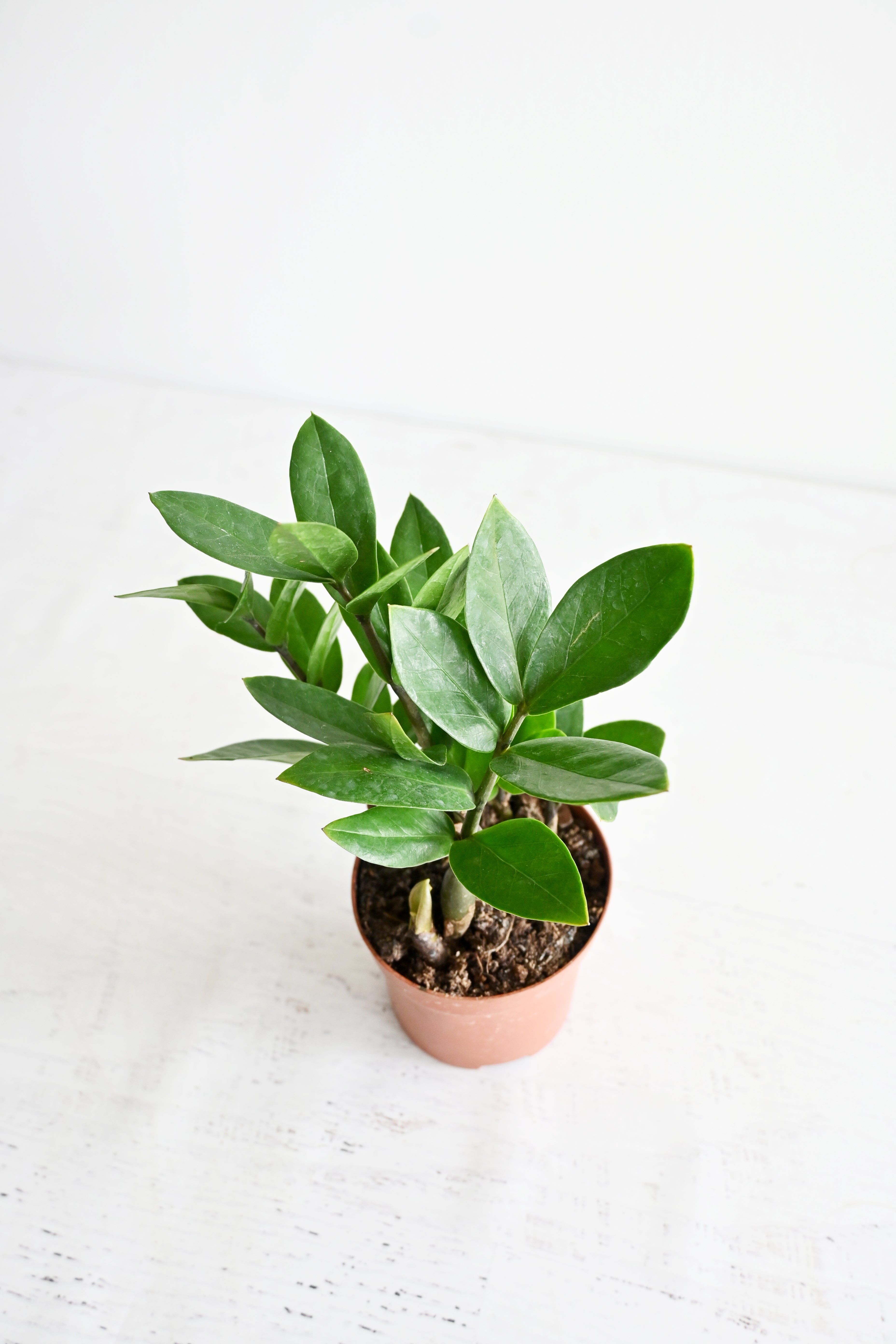 ZZ Plant