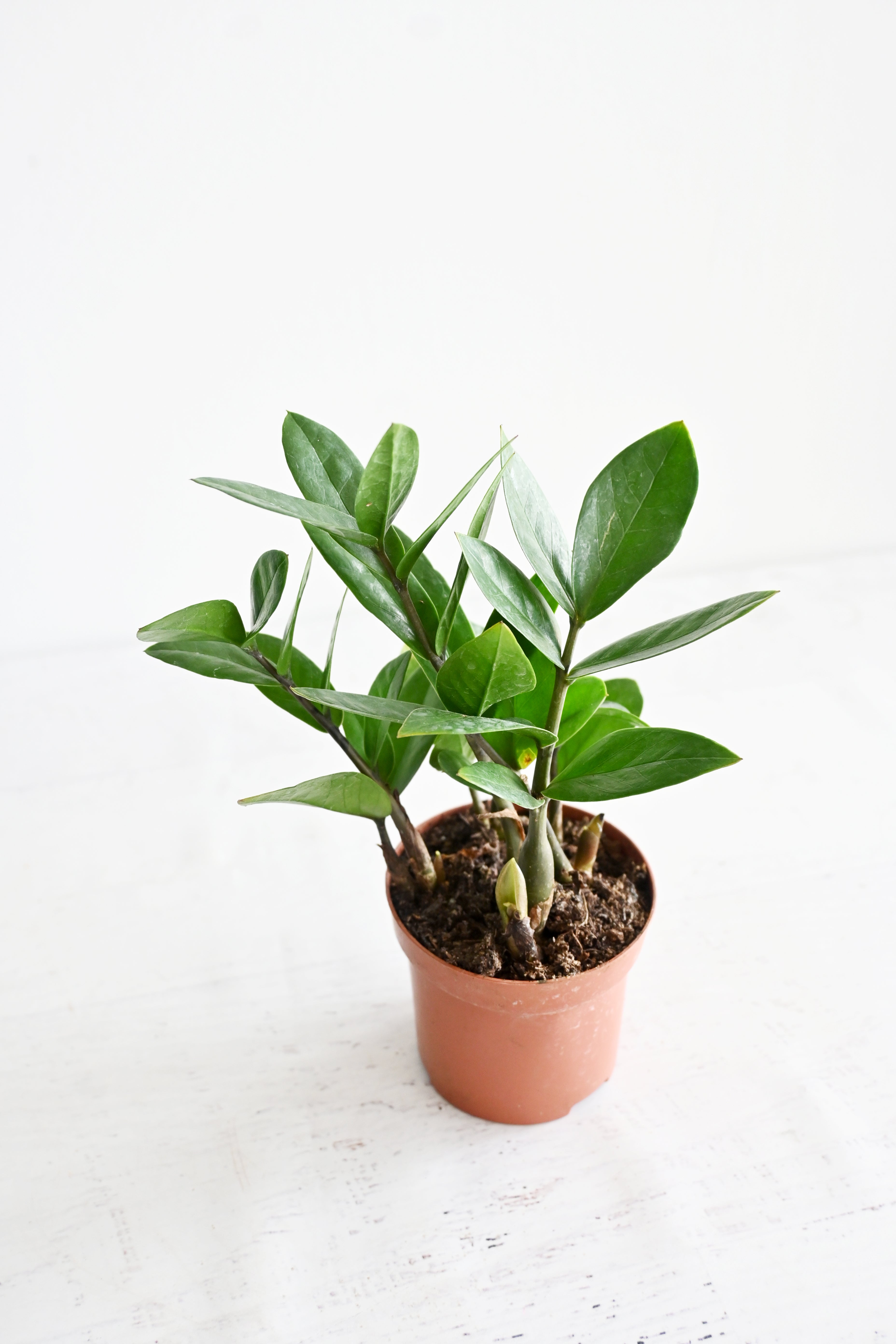 ZZ Plant
