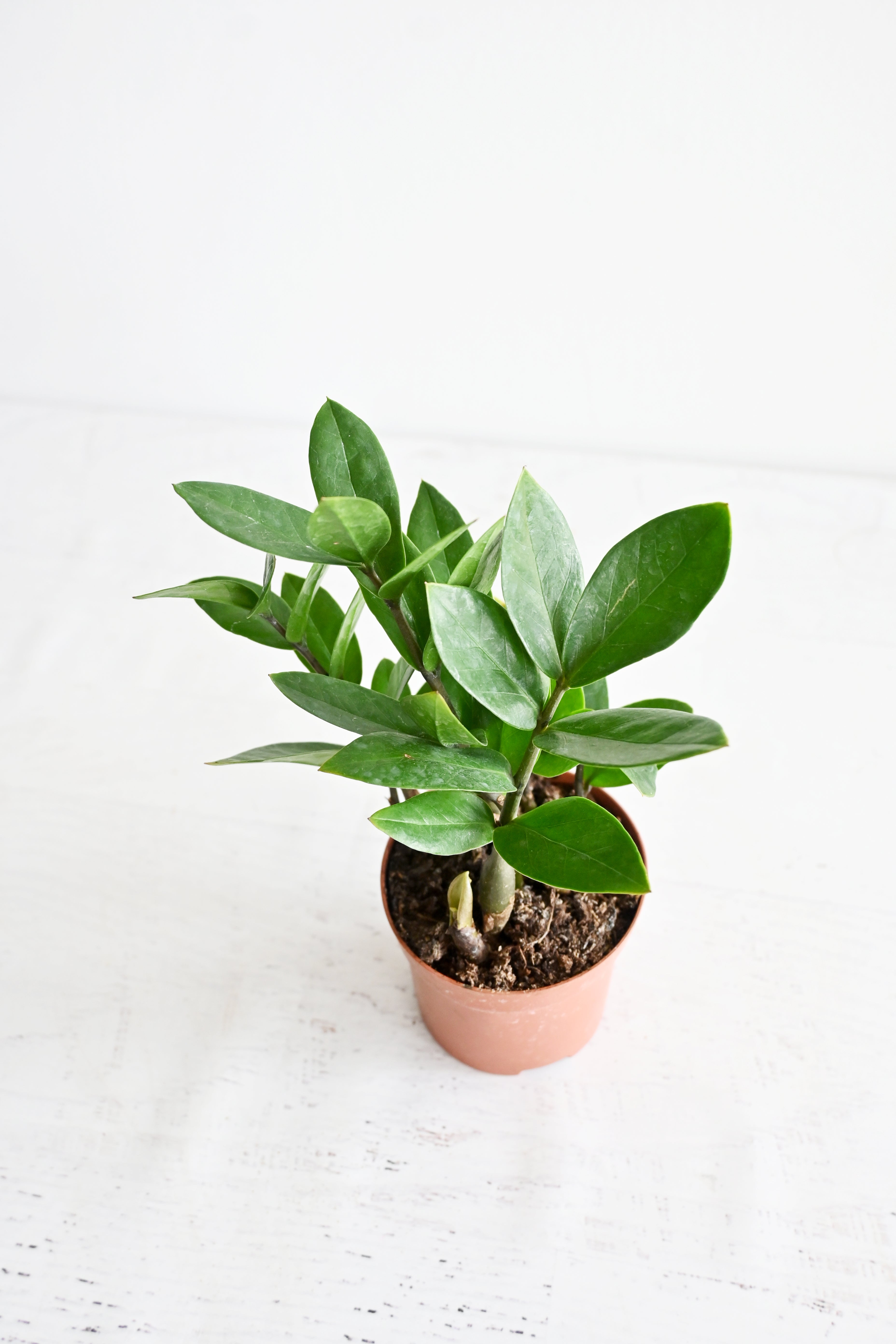 ZZ Plant