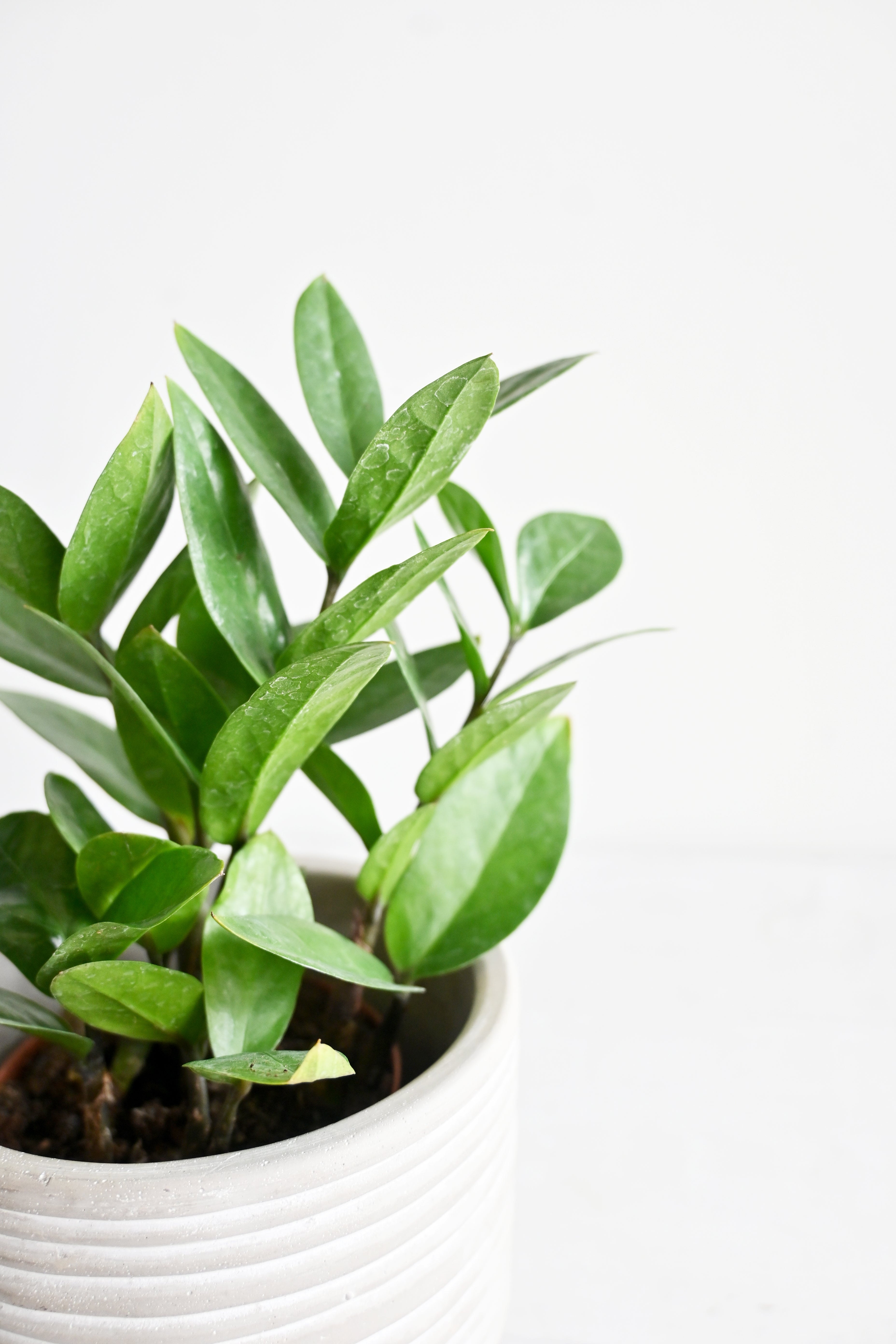 ZZ Plant
