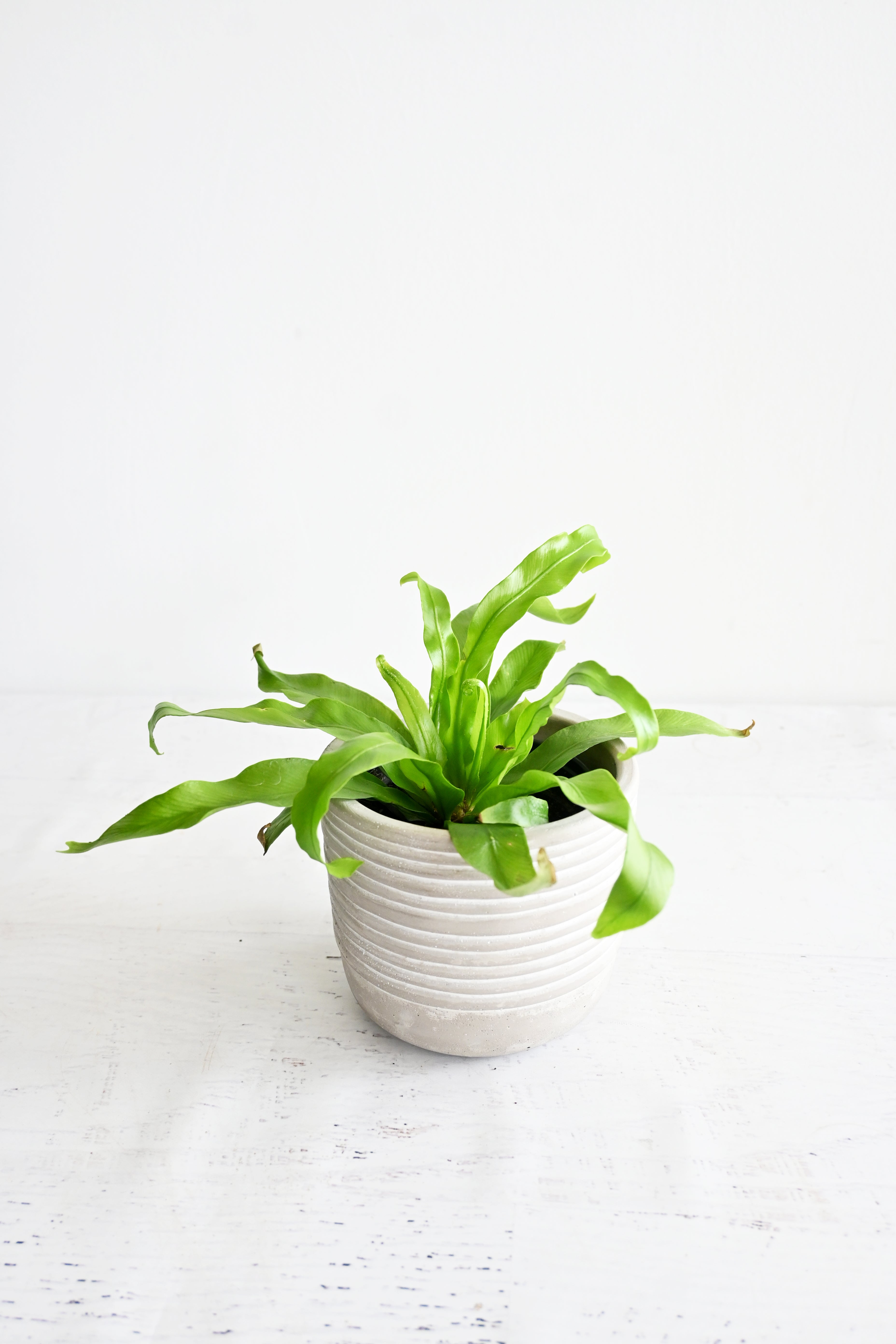 Bird's Nest Fern