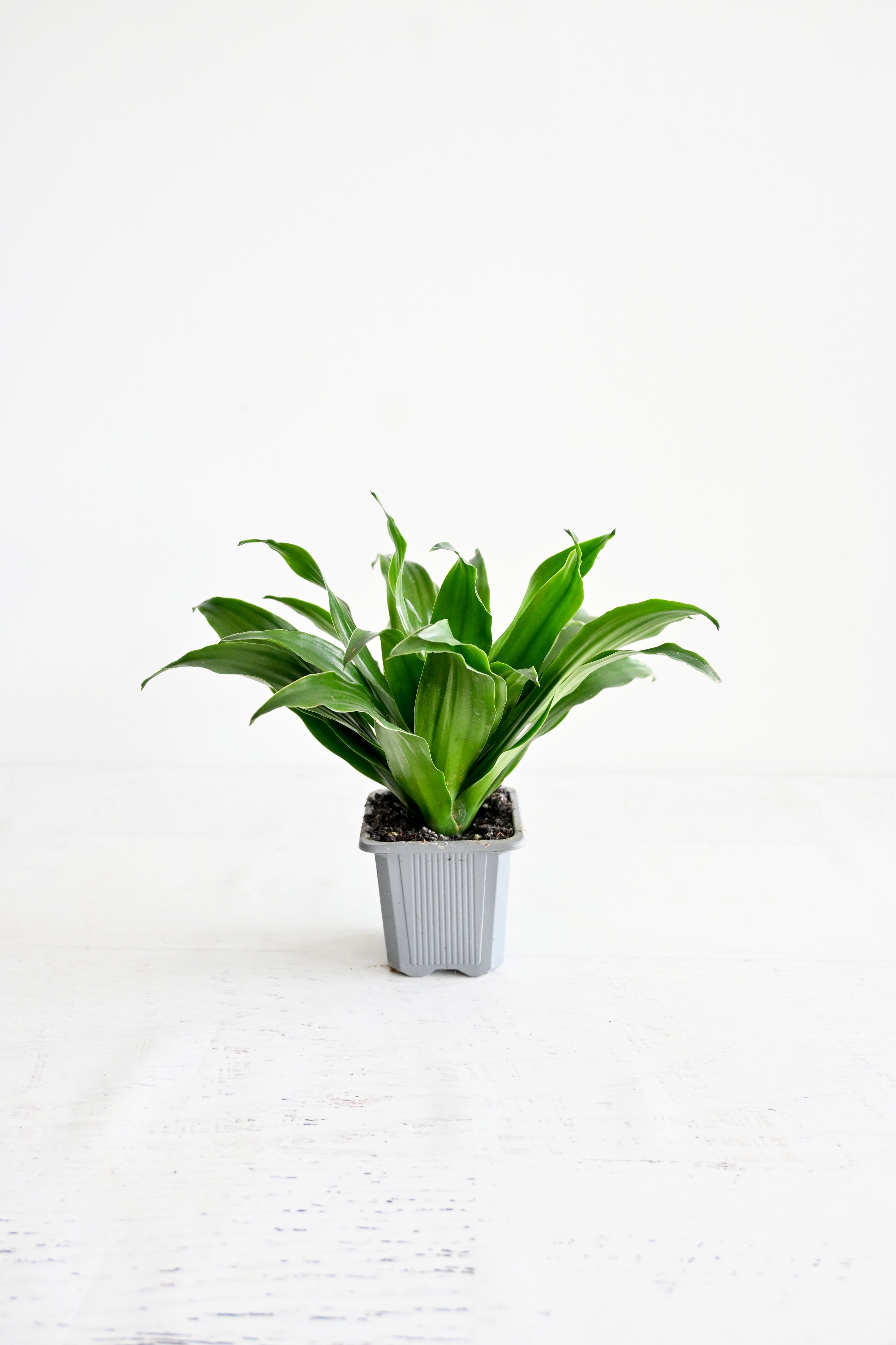 Janet Craig Dracaena