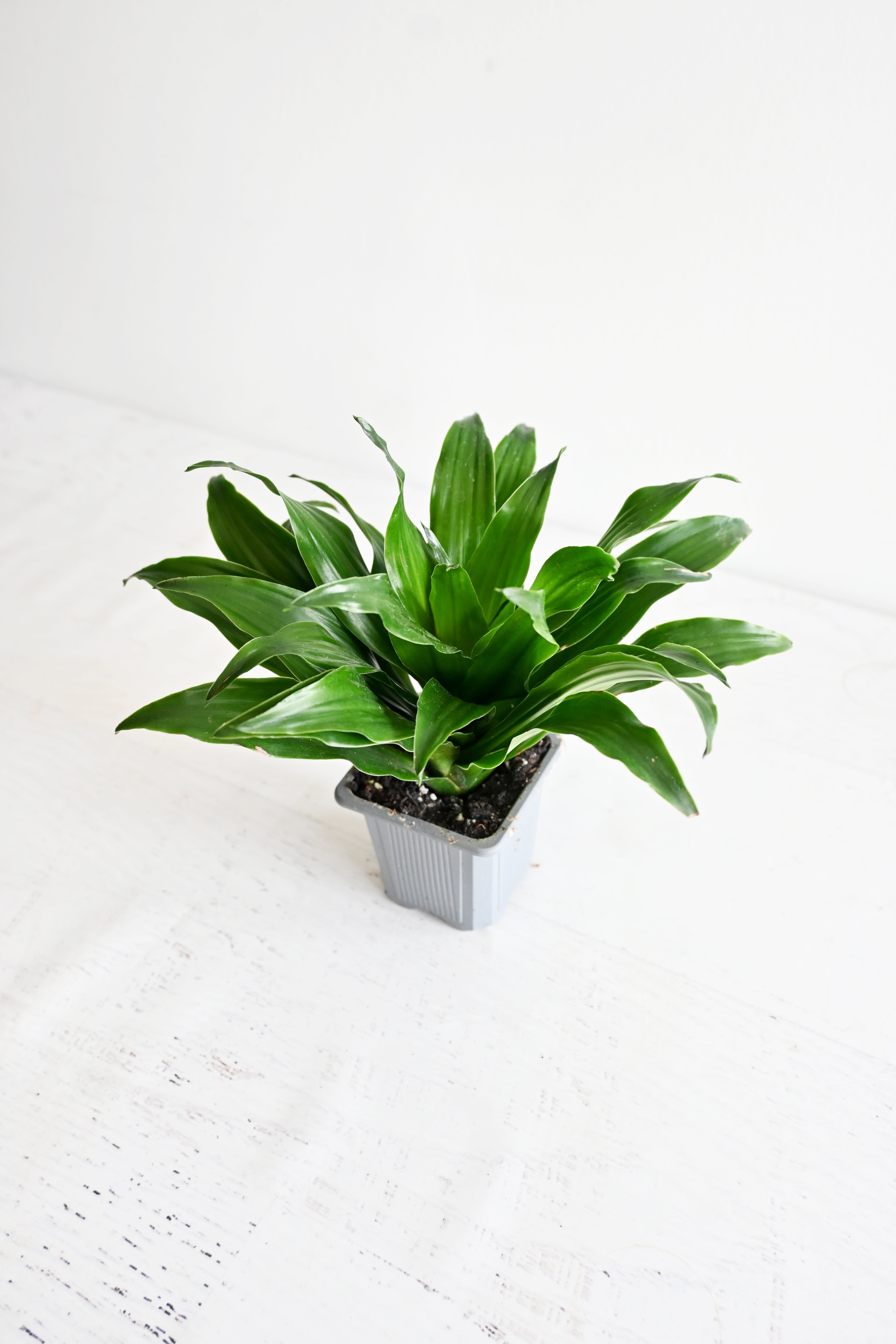 Janet Craig Dracaena