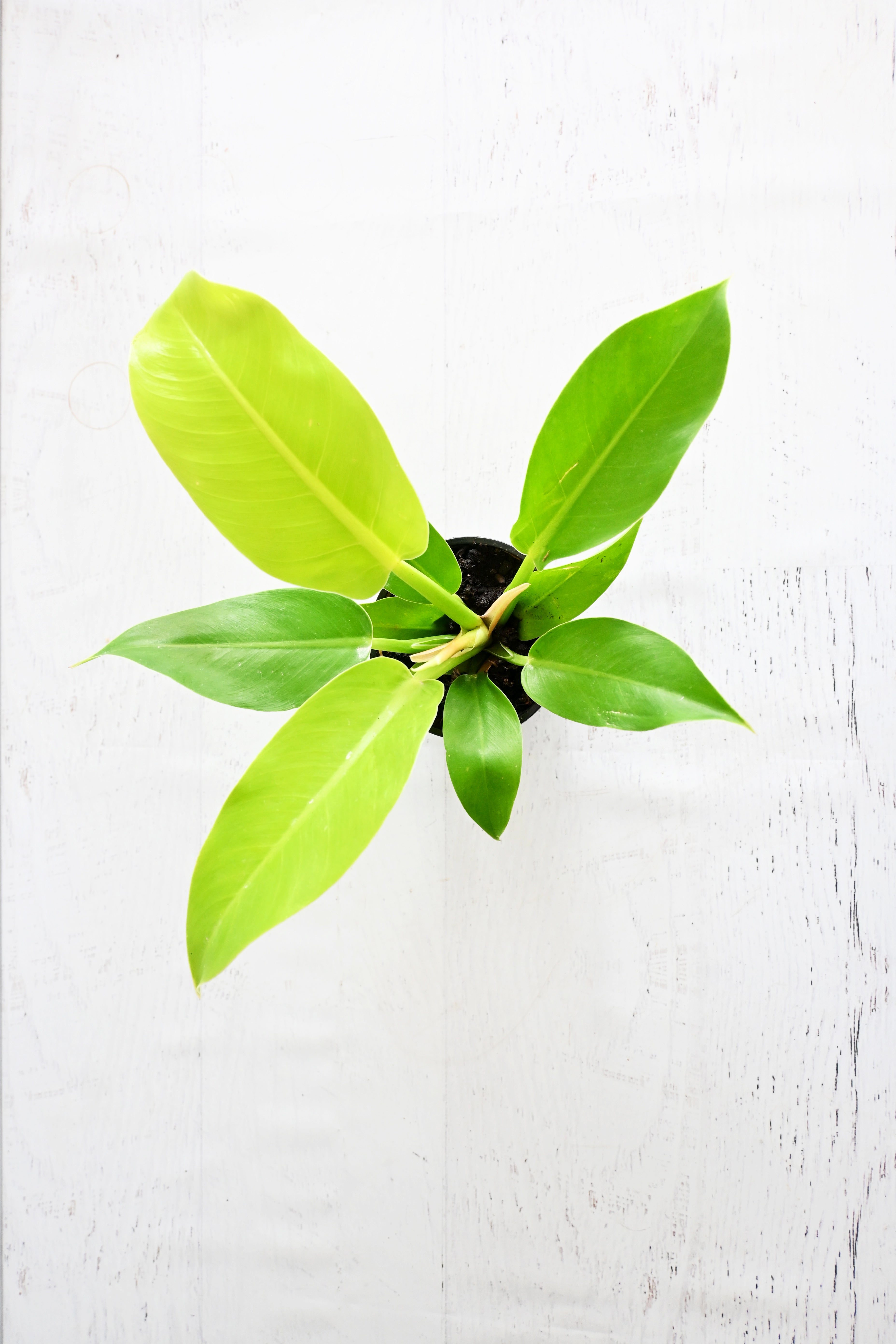 Lemon Lime Philodendron