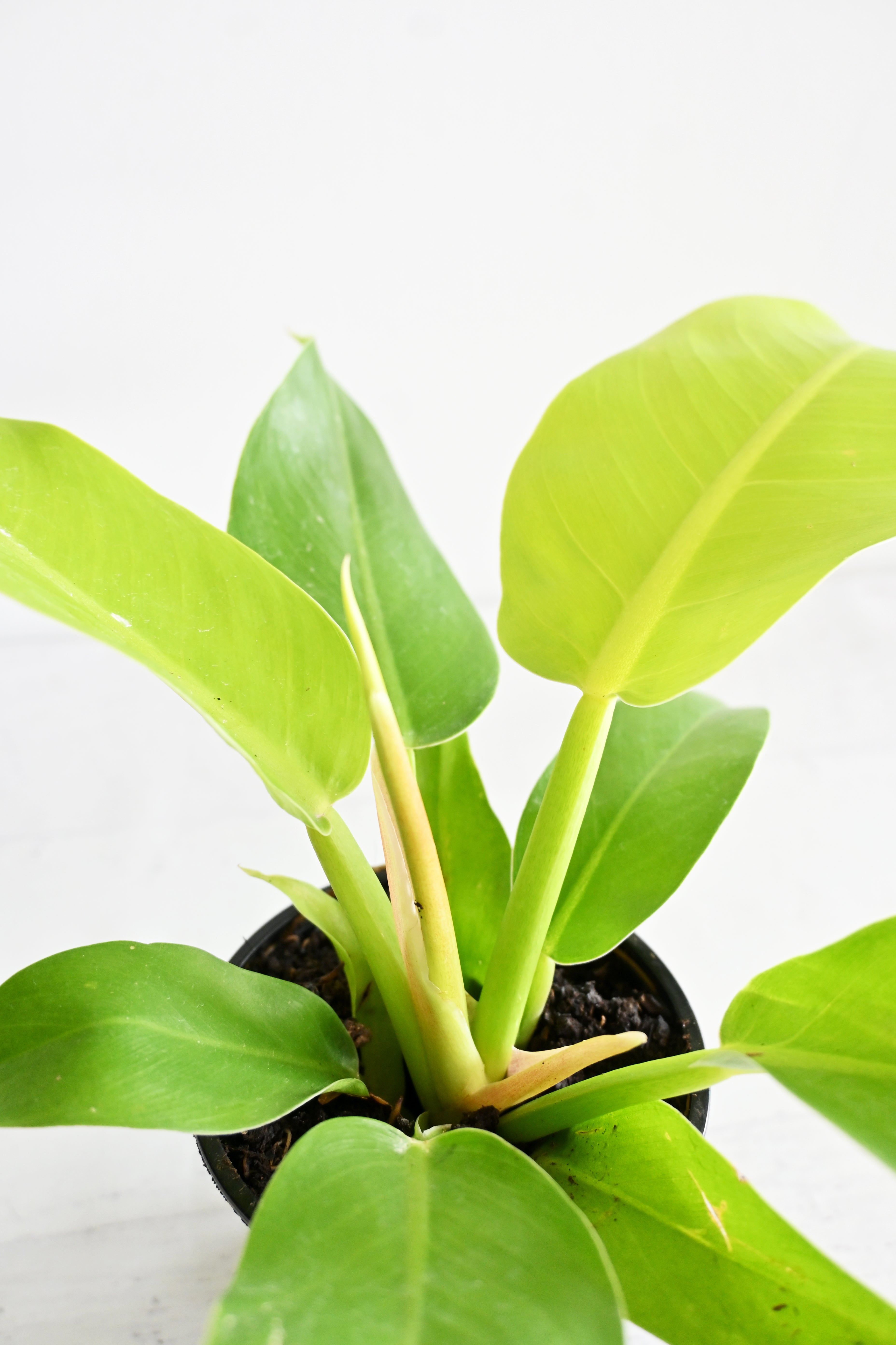 Lemon Lime Philodendron