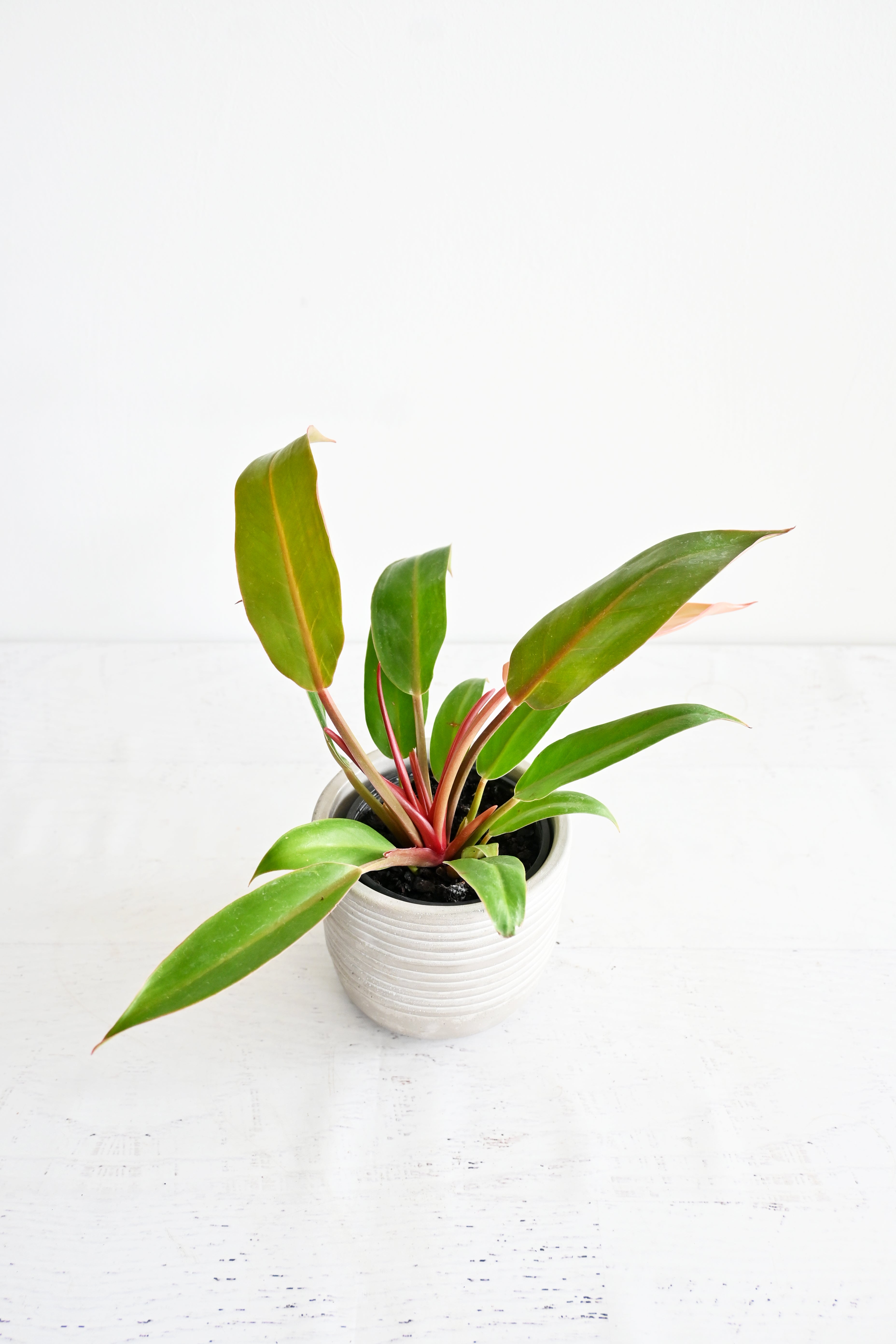Prince of Orange Philodendron