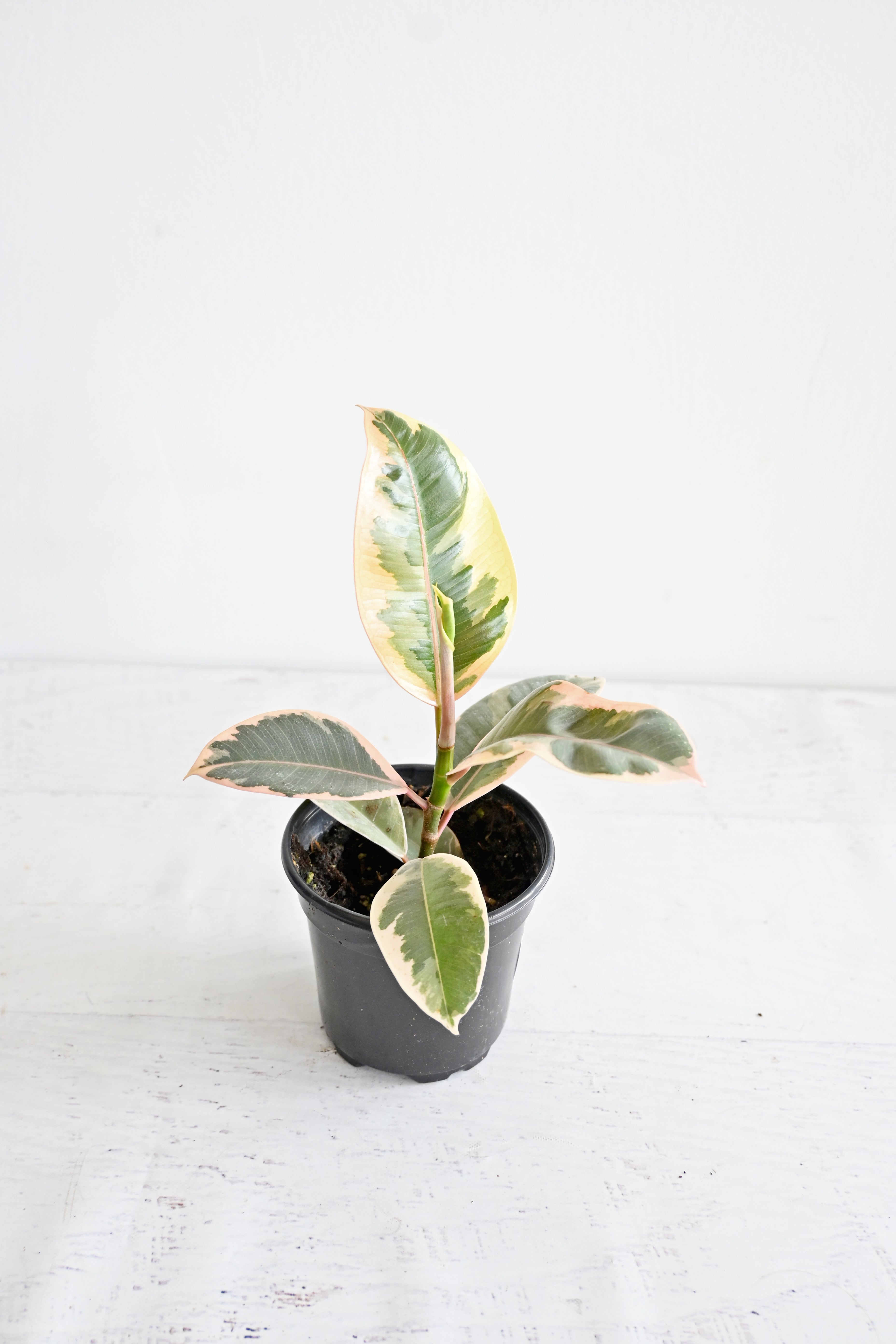 Variegated Rubber Plant