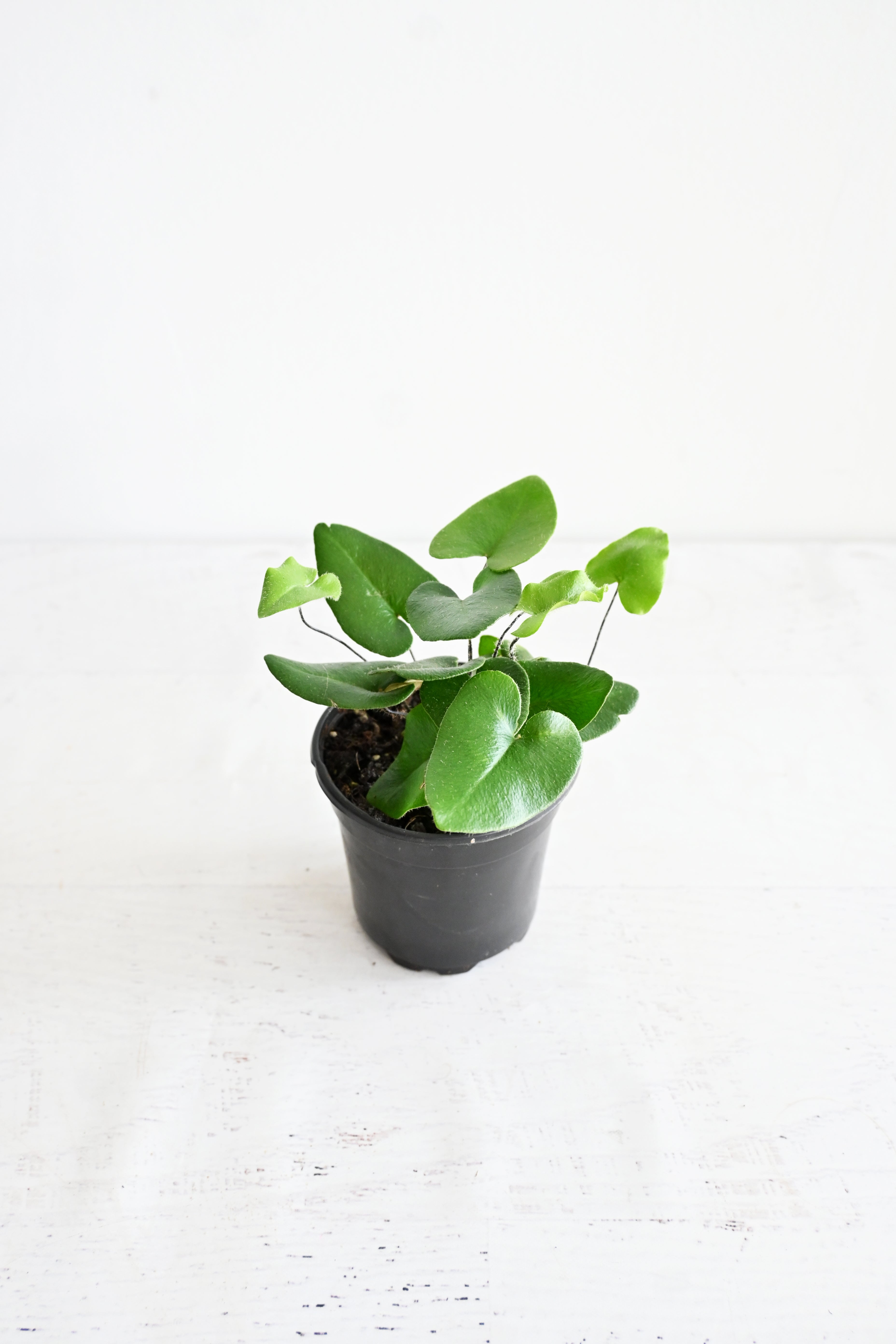 Heart Fern