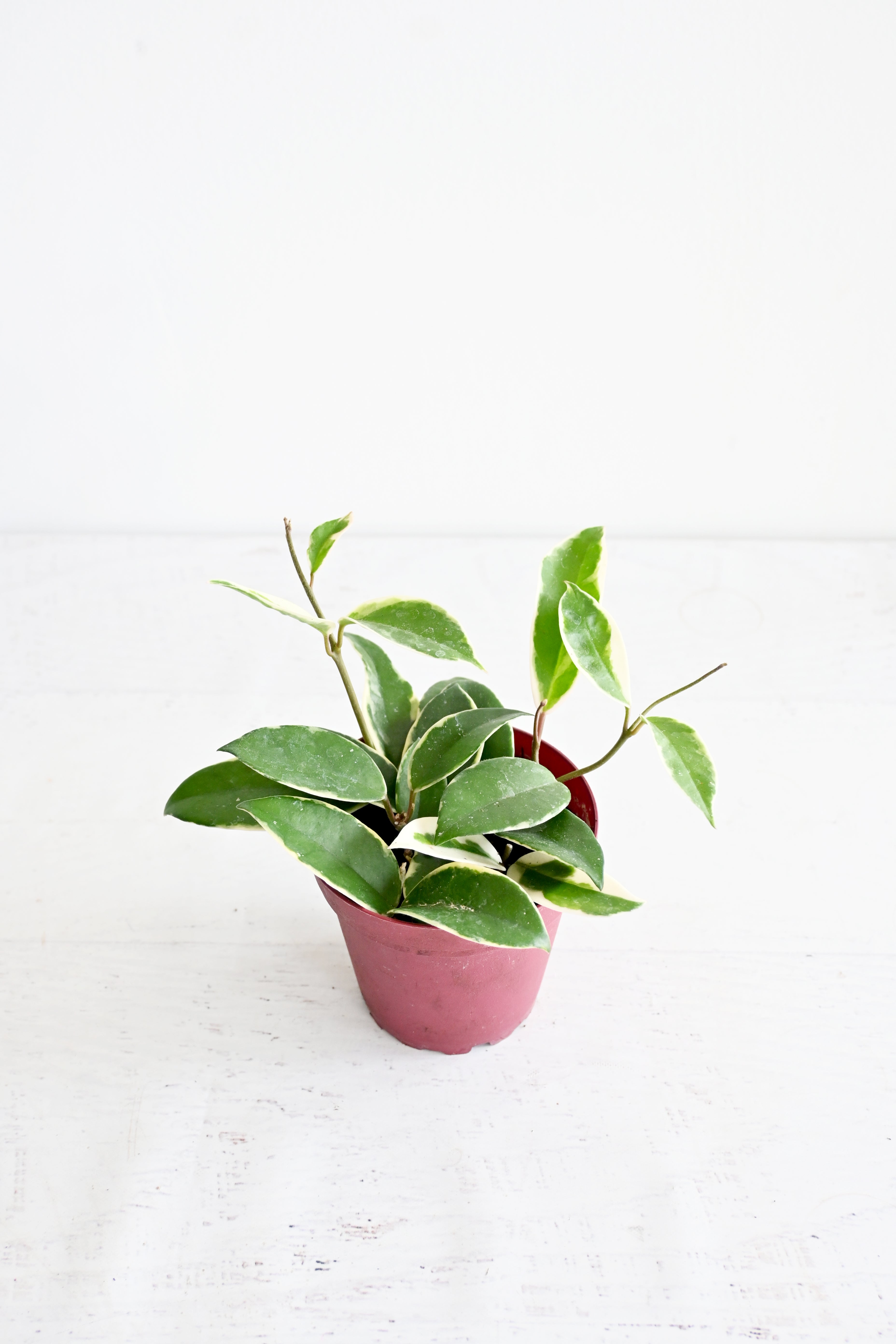 Hoya Carnosa