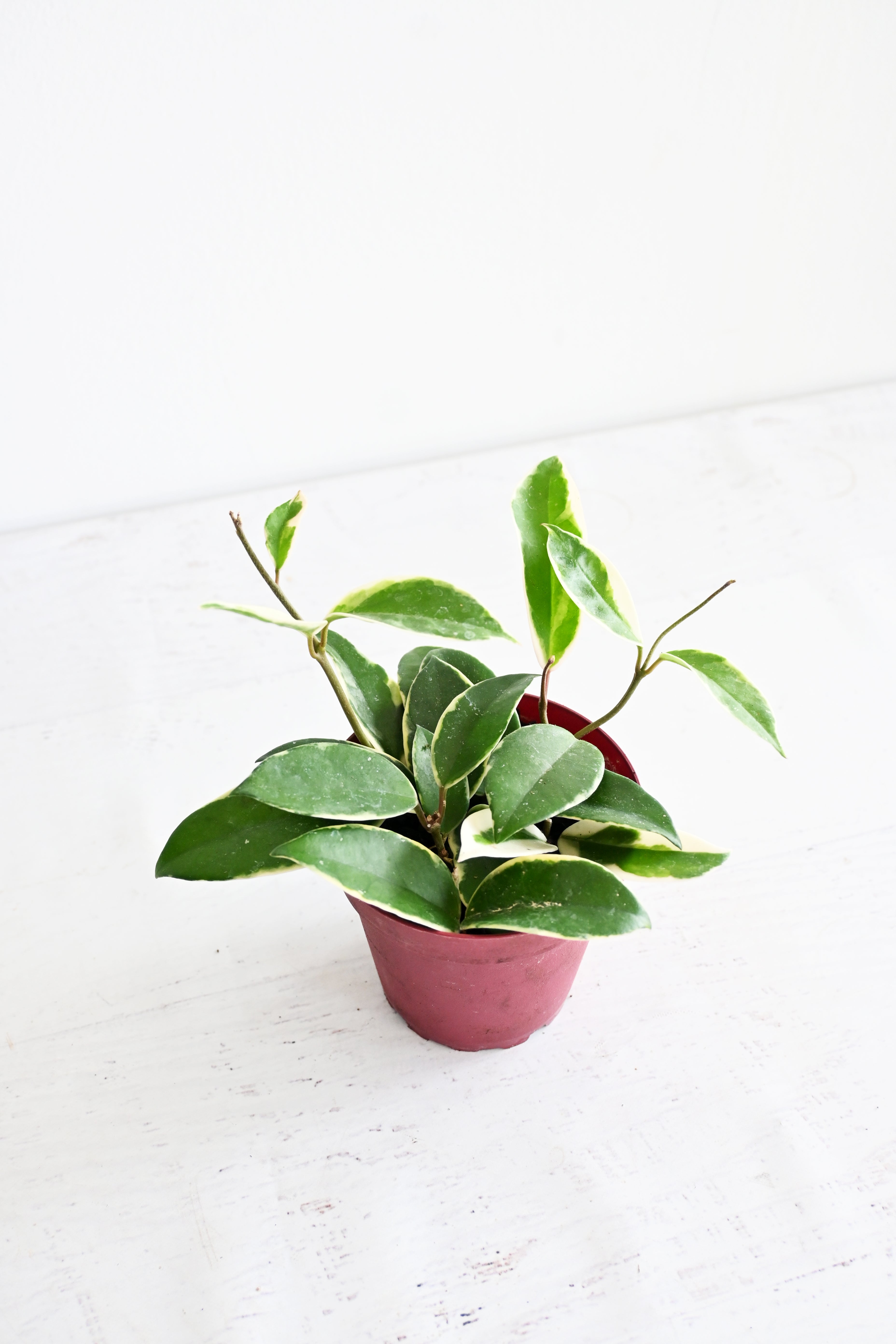 Hoya Carnosa