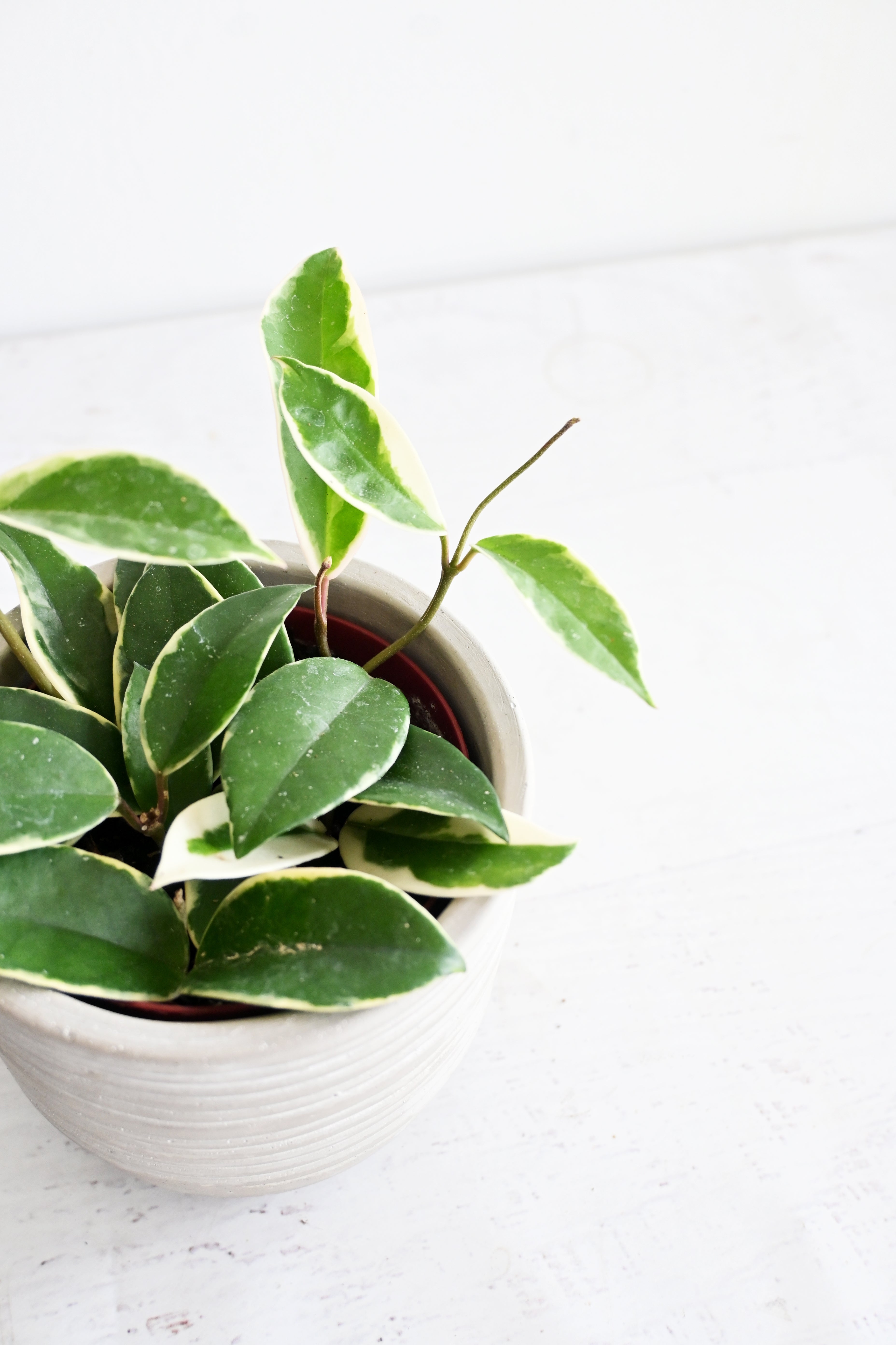 Hoya Carnosa
