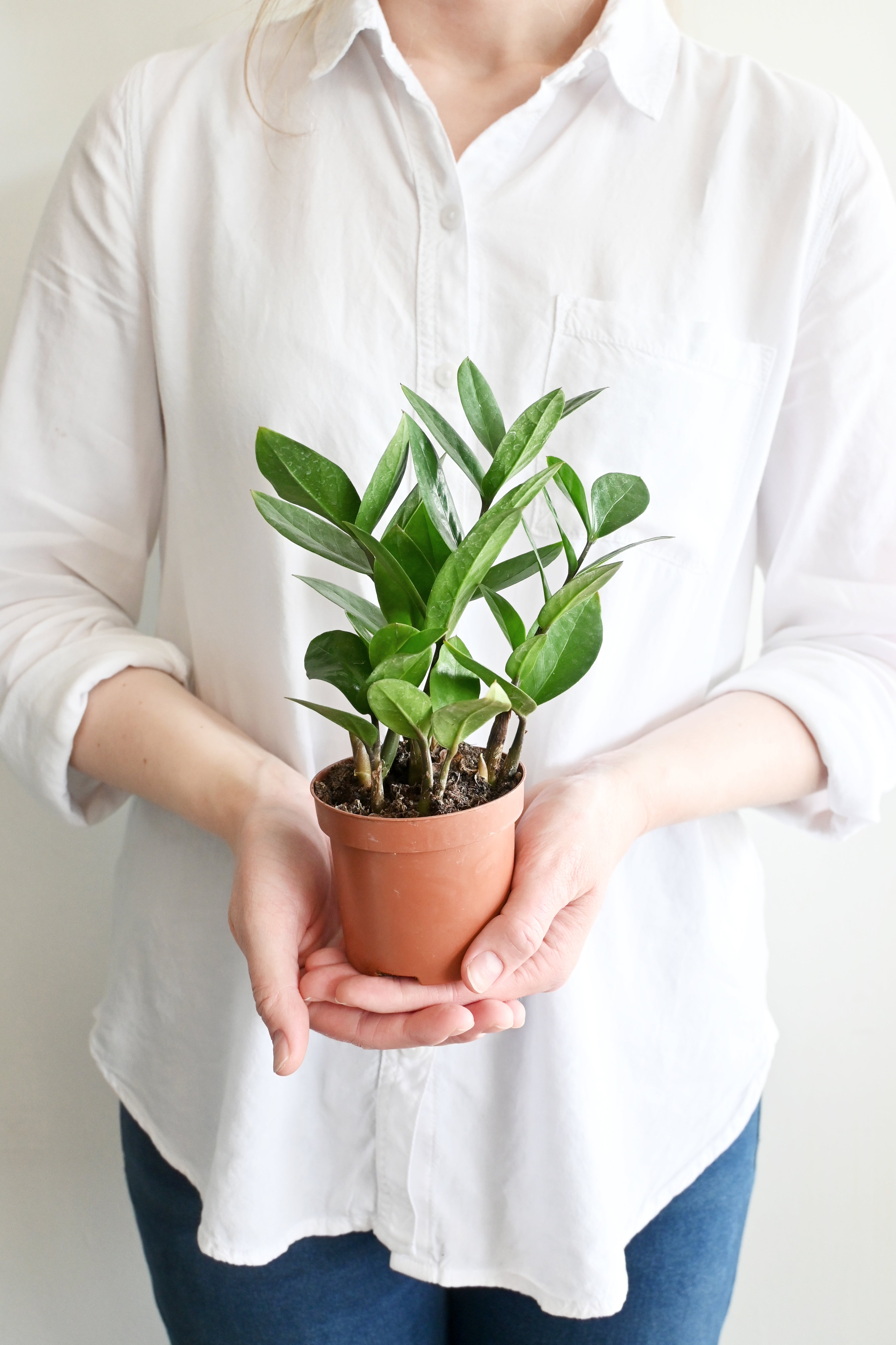 ZZ Plant