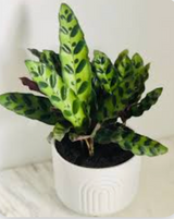 Rattlesnake Calathea