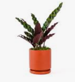 Rattlesnake Calathea