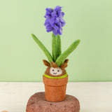 Hyacinth Potted Plant
