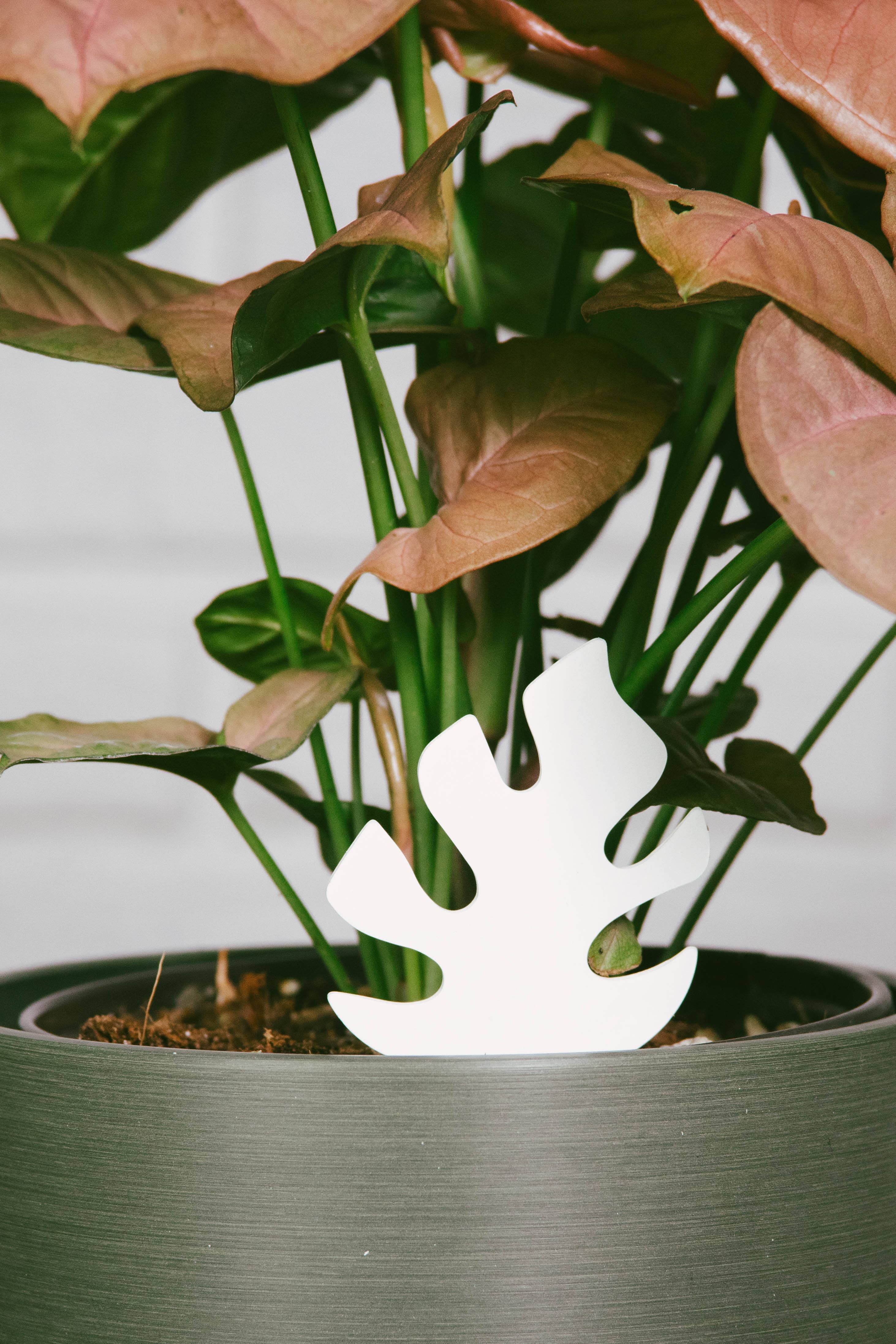 Monstera PlantDoc: Color-Change Plant Moisture Indicator