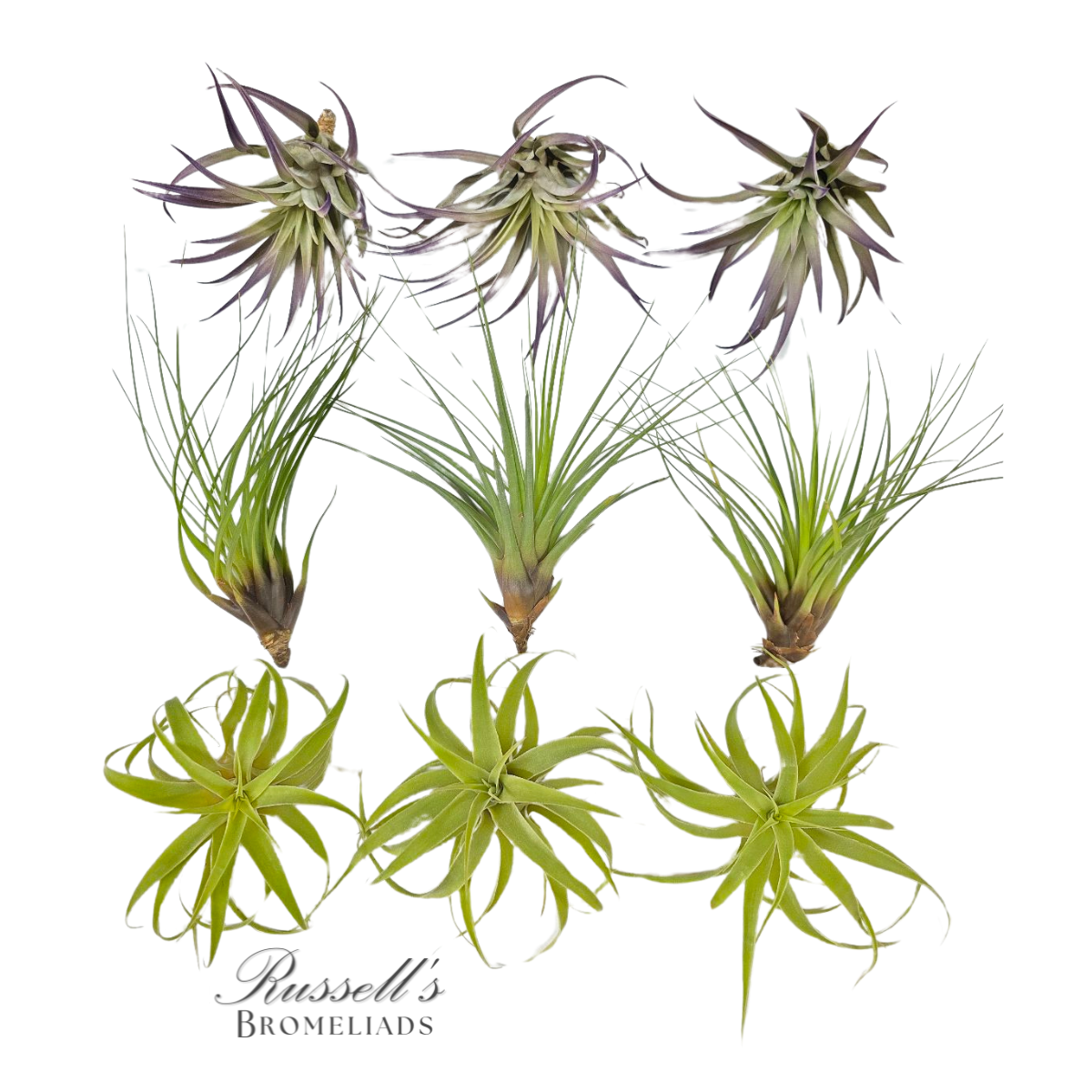 Air Plant