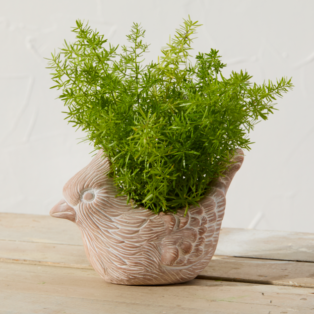 Cardinal Terracotta Planter