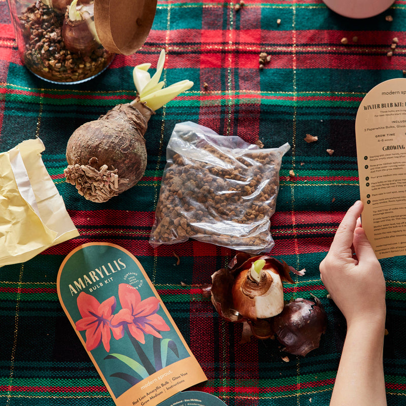 Amaryllis Winter Bulb Kit