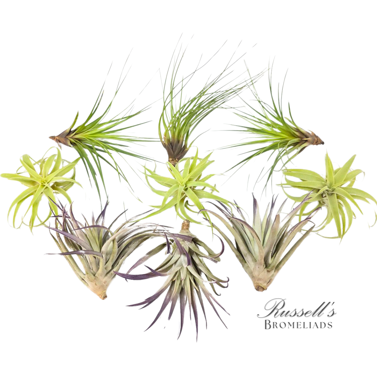 Air Plant