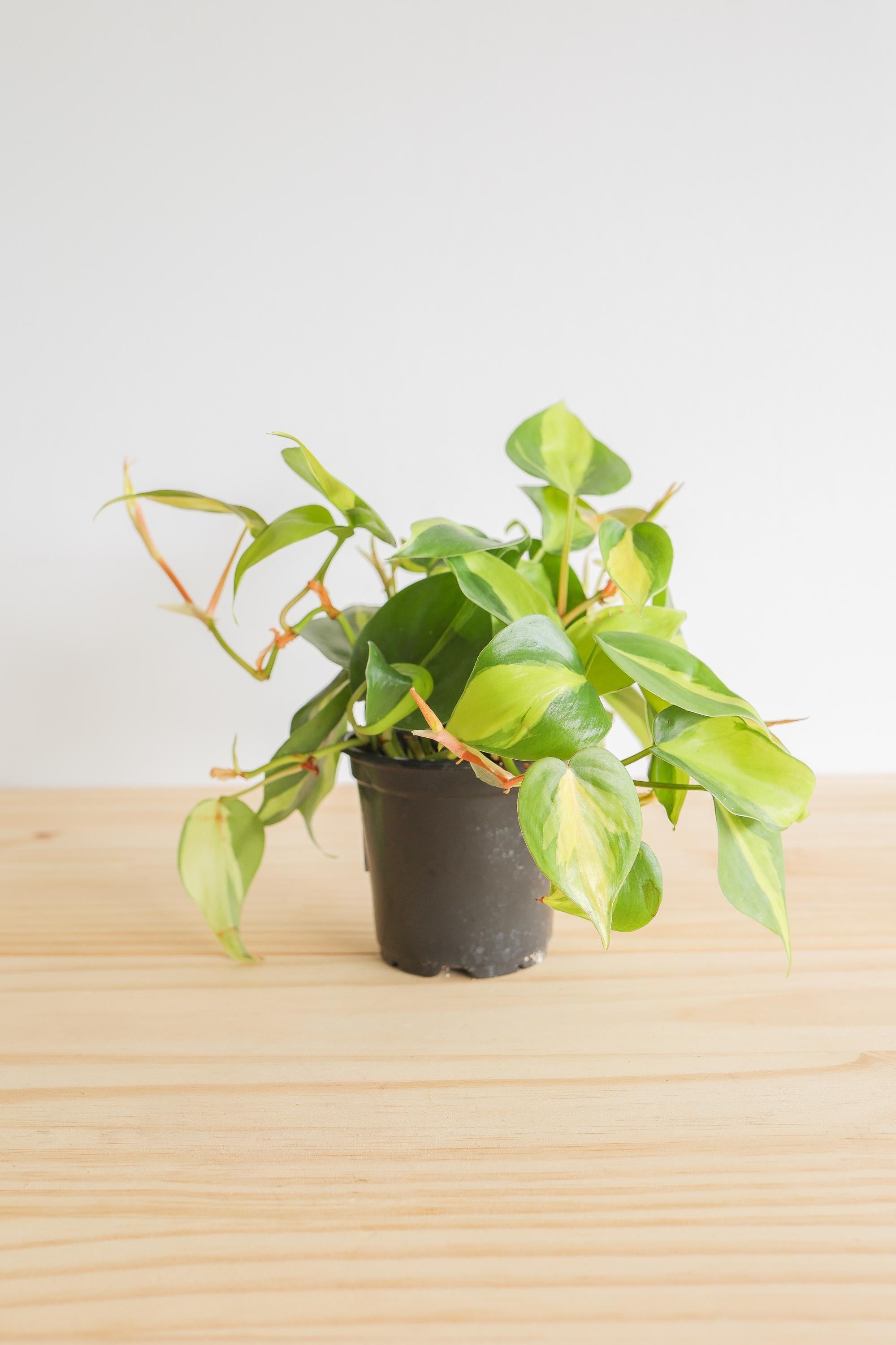 Brazil Philodendron Live Tropical Houseplant | variegated heartleaf easy indoor trailing beginner friendly air purifying