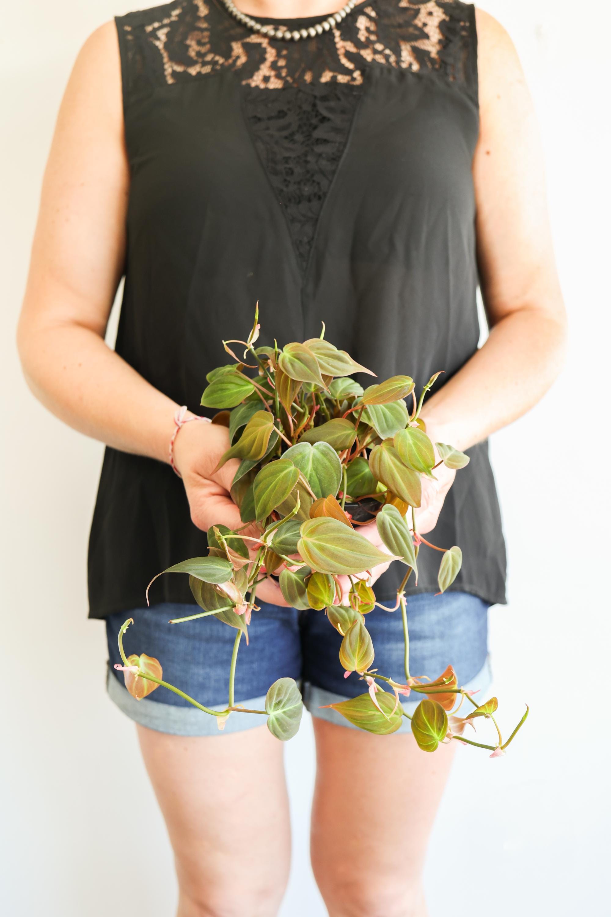 Micans Philodendron Live Plant: Velvet Leaf Trailing Vine, Easy Care