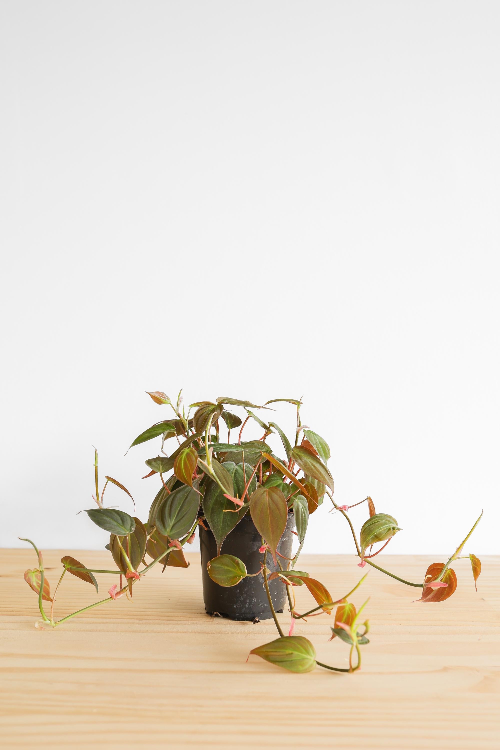 Micans Philodendron Live Plant: Velvet Leaf Trailing Vine, Easy Care
