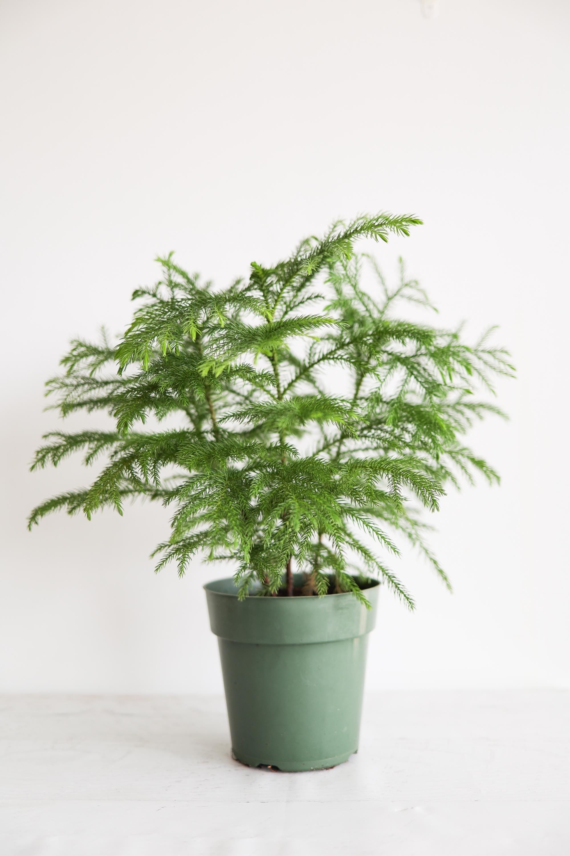 Norfolk Pine Live Houseplant | Easy Care Tropical Indoor Plant