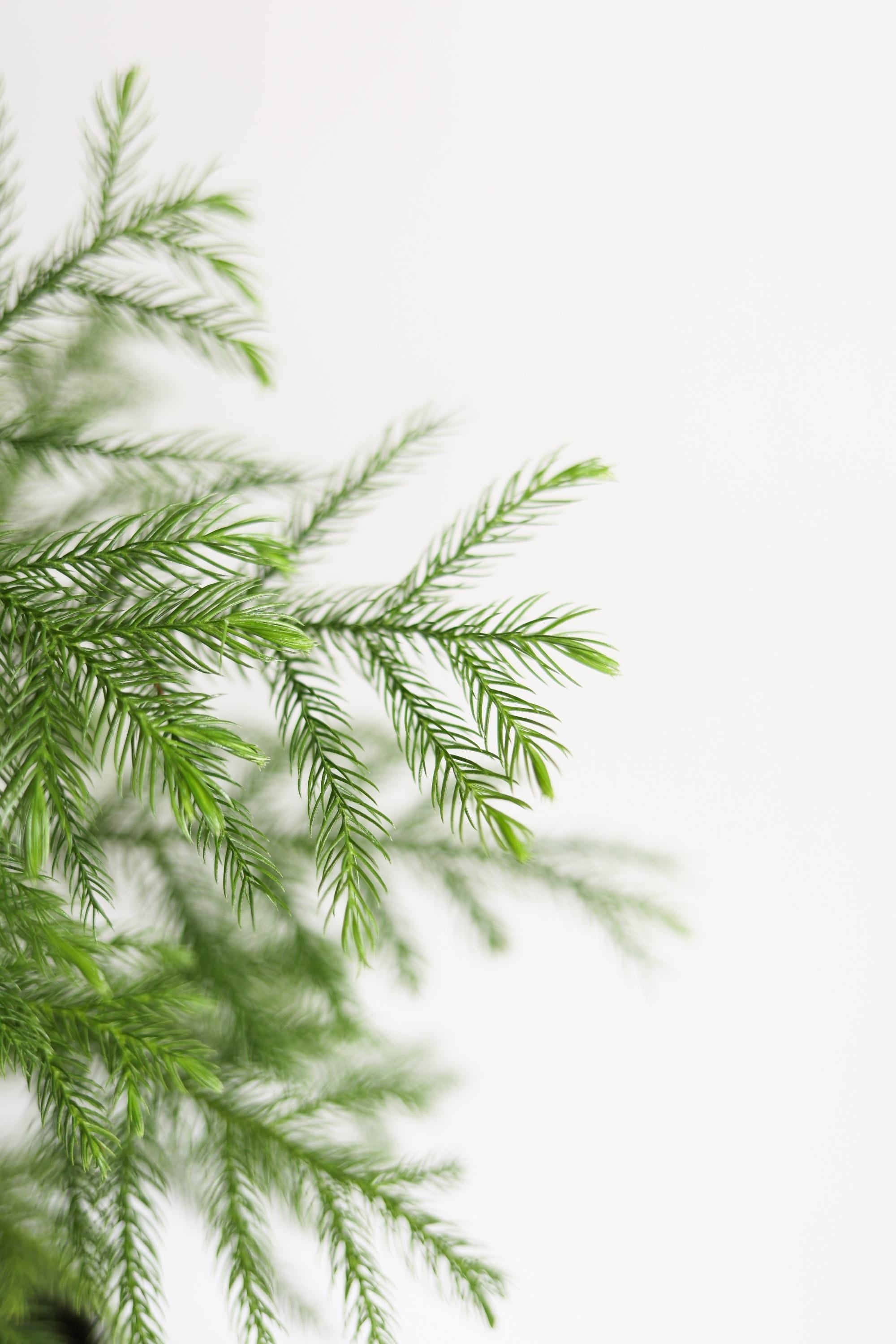 Norfolk Pine Live Houseplant | Easy Care Tropical Indoor Plant