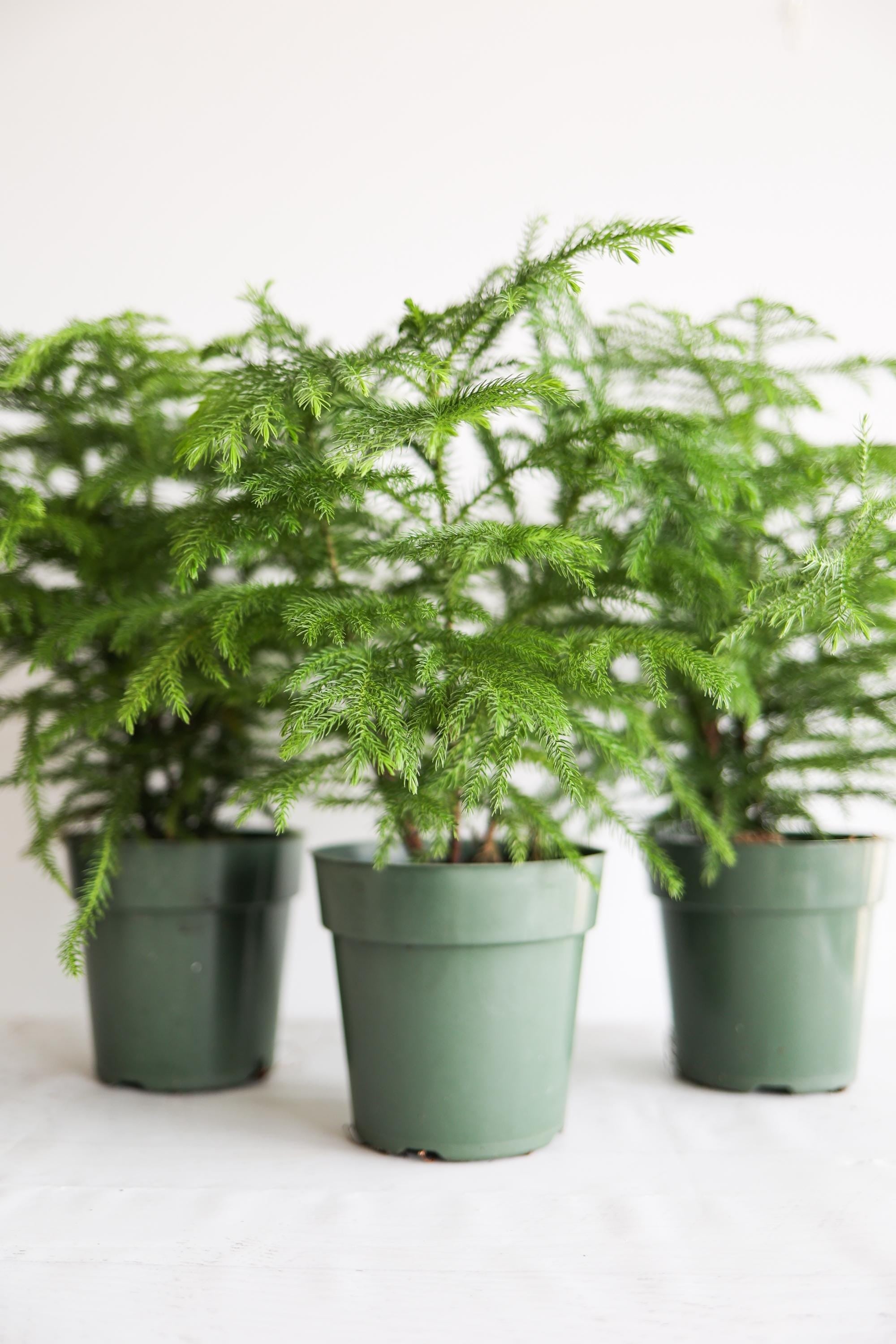 Norfolk Pine Live Houseplant | Easy Care Tropical Indoor Plant