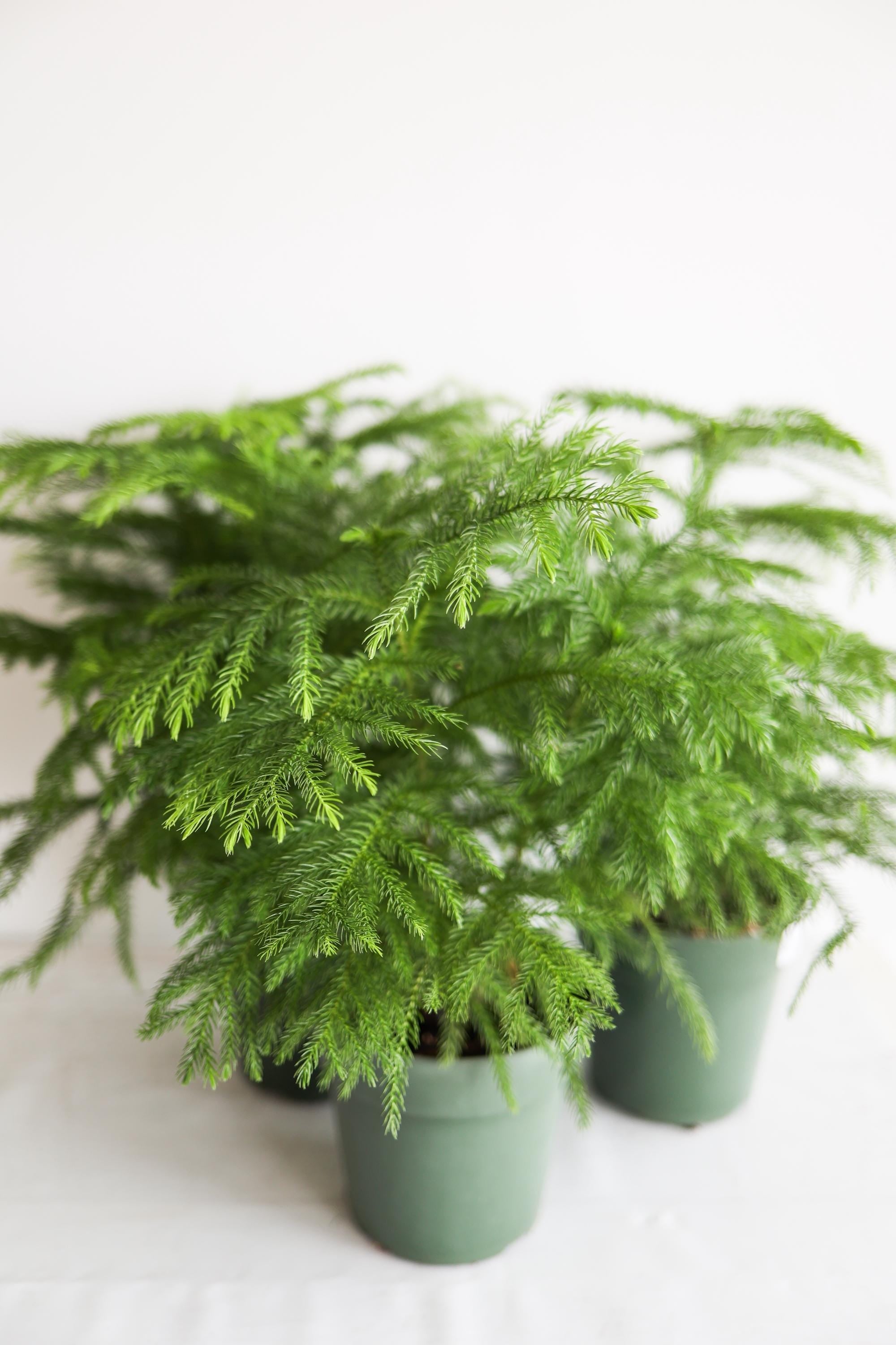 Norfolk Pine Live Houseplant | Easy Care Tropical Indoor Plant