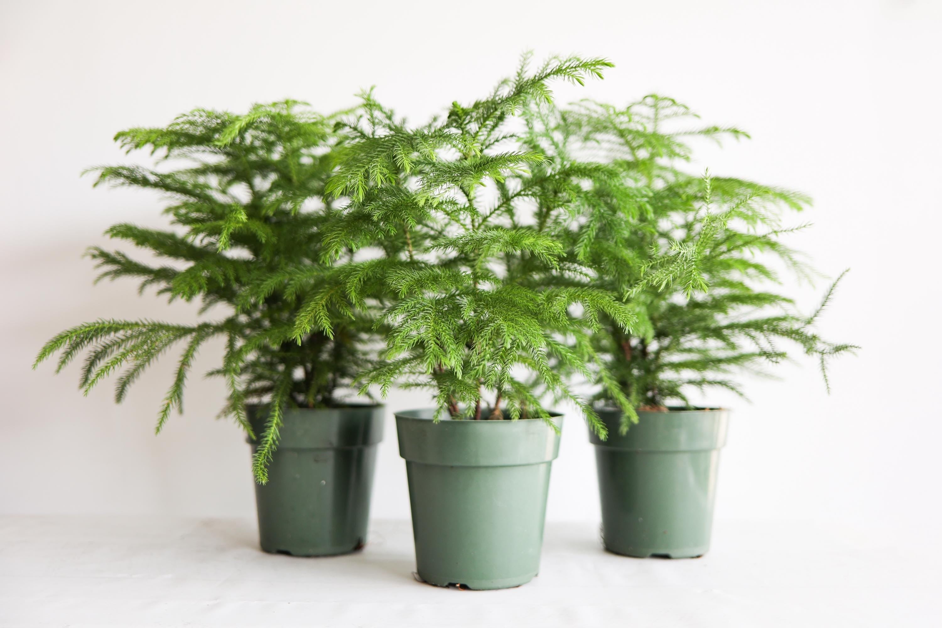 Norfolk Pine Live Houseplant | Easy Care Tropical Indoor Plant