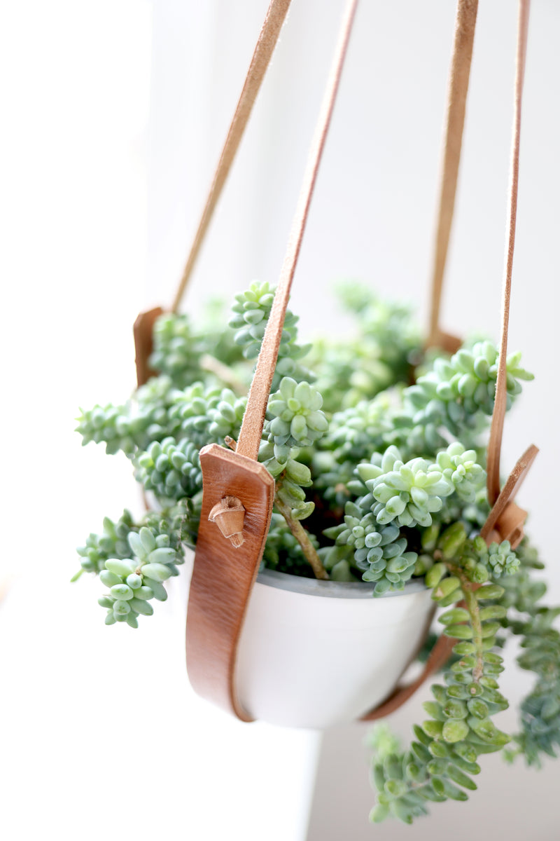 Small Flourish Plant Hanger